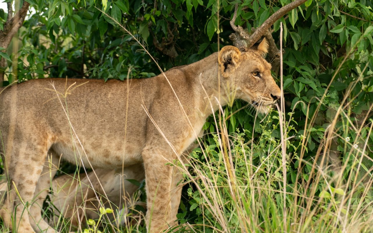 8 Days Uganda Tour