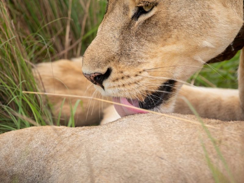 Around Uganda Safari