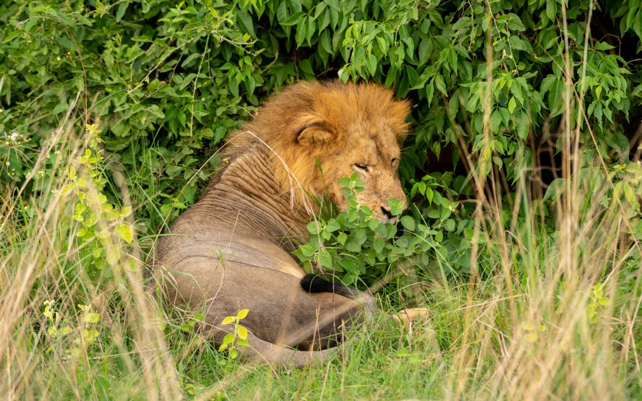 What Makes Uganda Unique for Safari Photography?