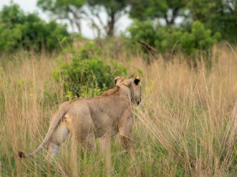 15 Days Ultimate Uganda Safari