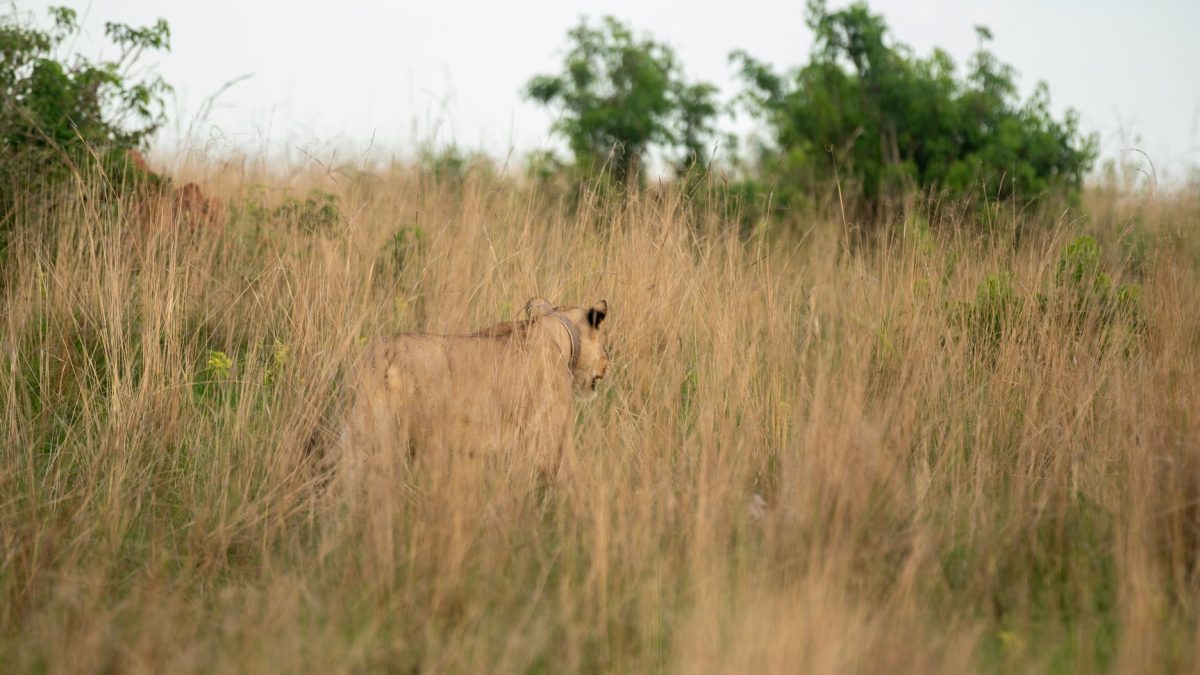 Tanzania Safari Activities