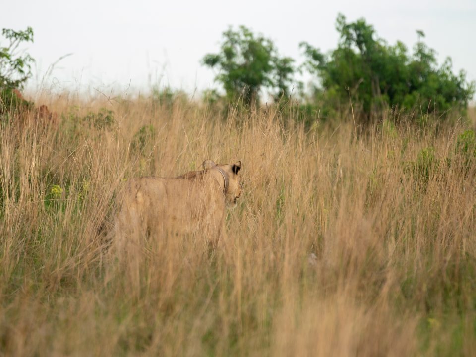 Tanzania Safari Activities