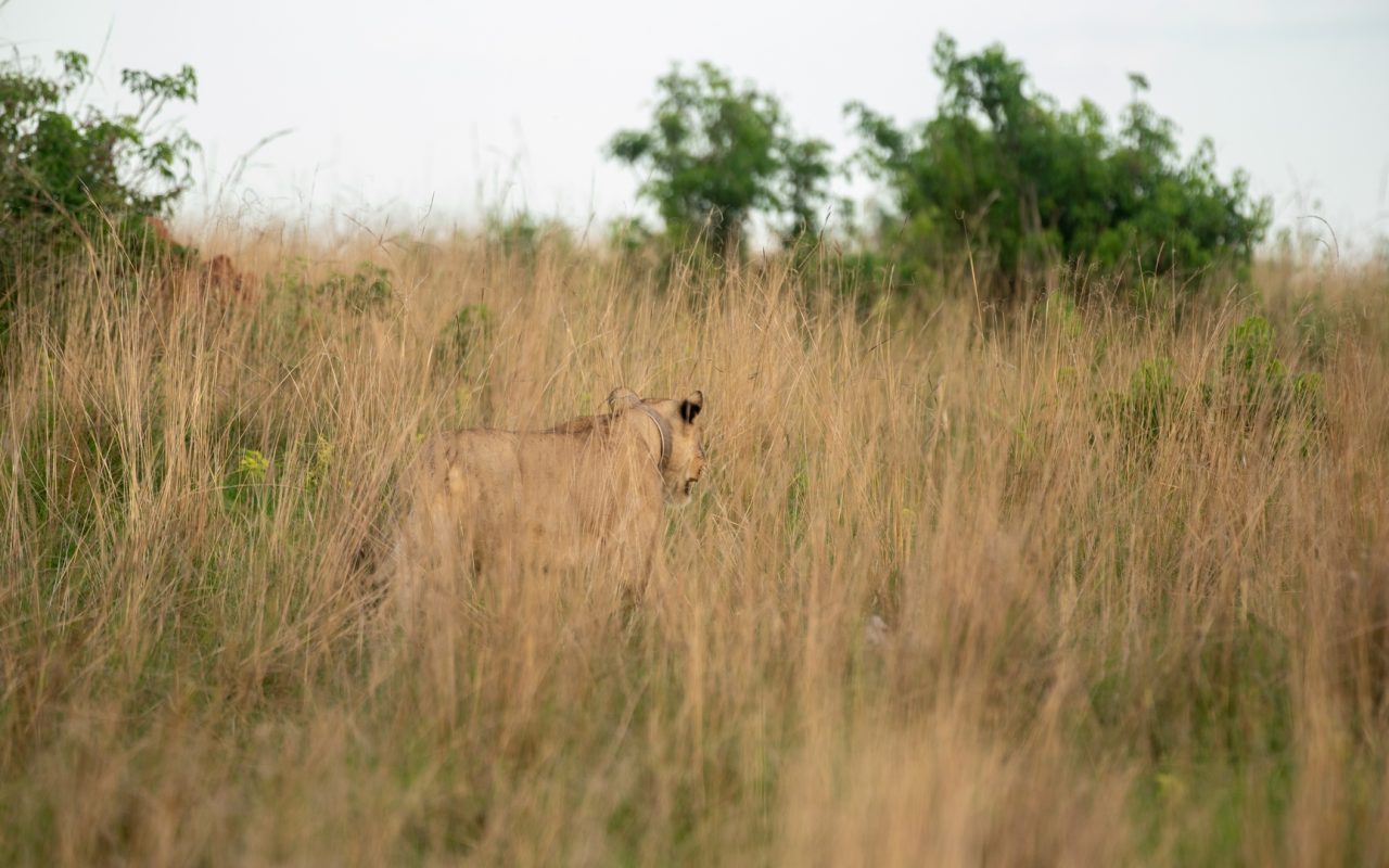 Tanzania Safari Activities