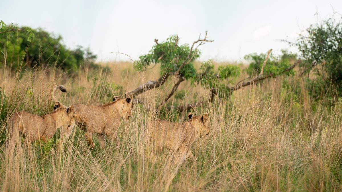 Tanzania budget safari