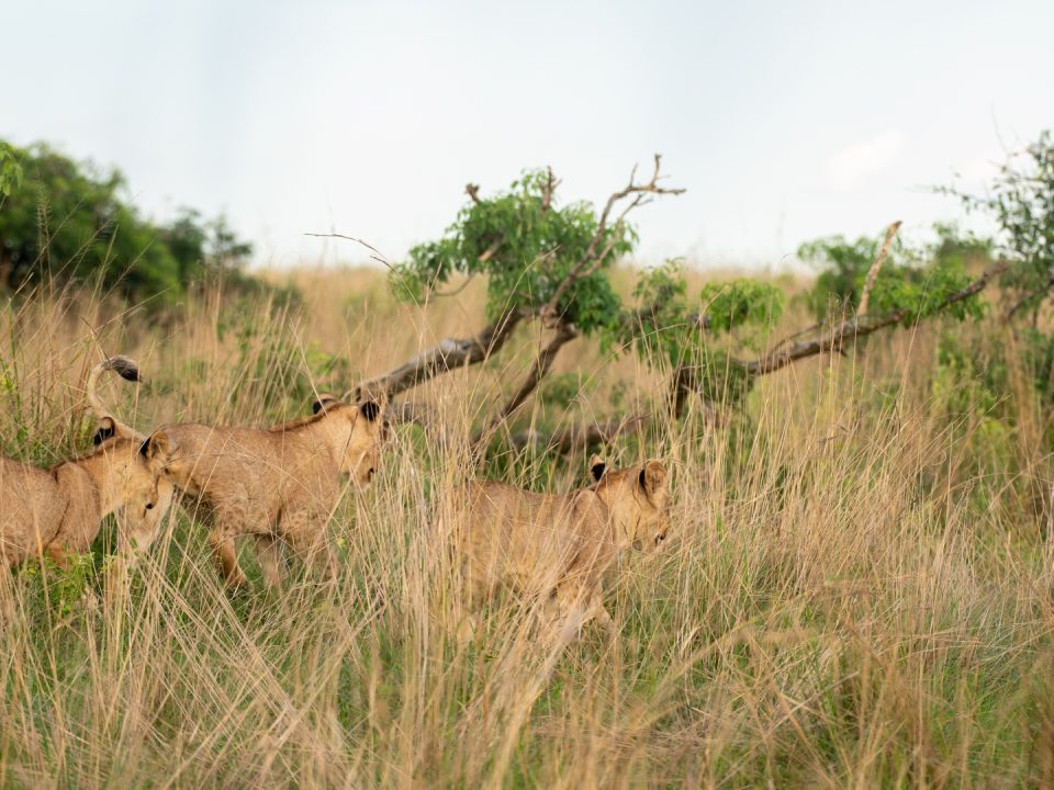 Tanzania budget safari