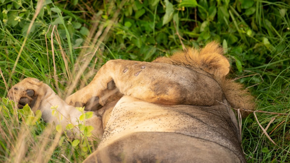 Tanzania Luxury Safari