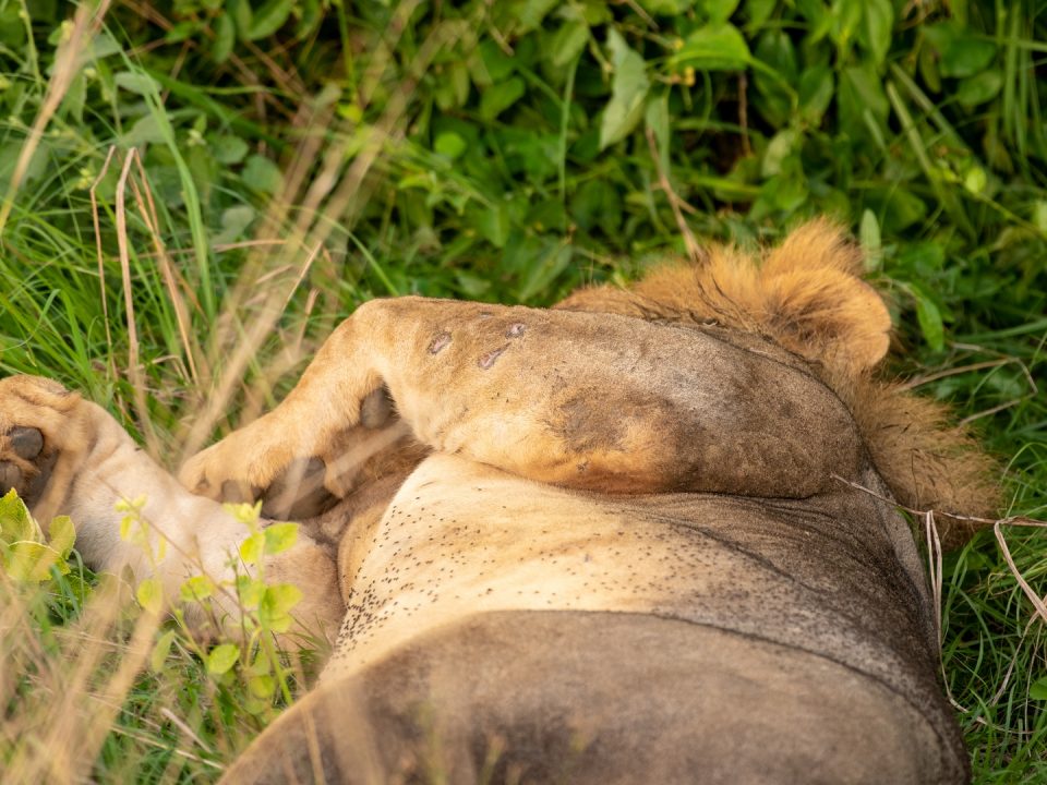 Tanzania Luxury Safari