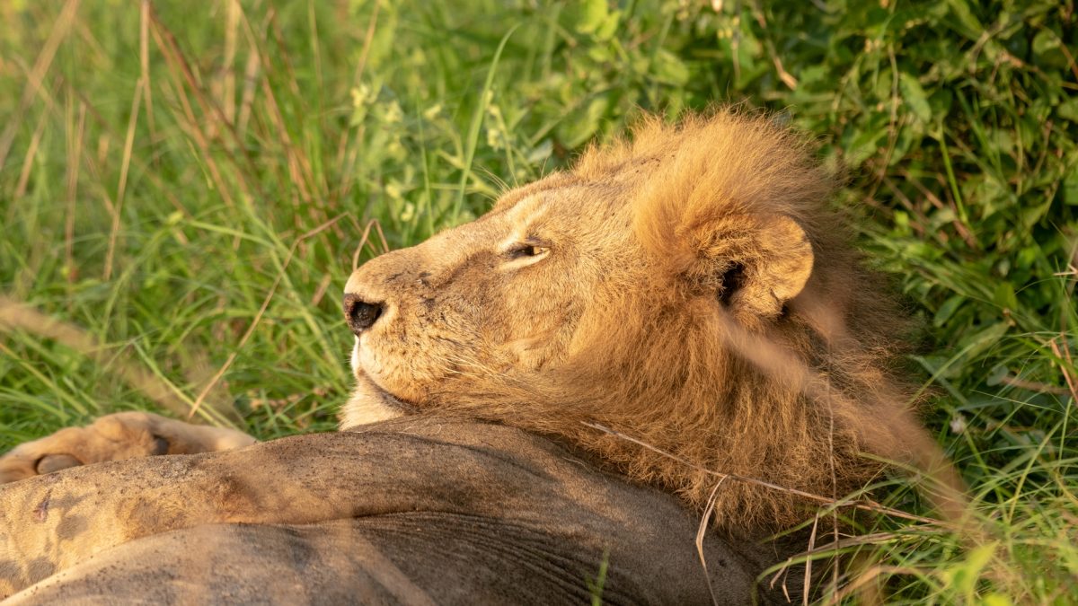 Gorilla Trekking & Big Game Safari