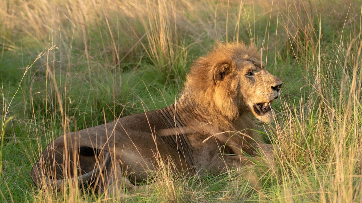 Rwanda Safari Activities