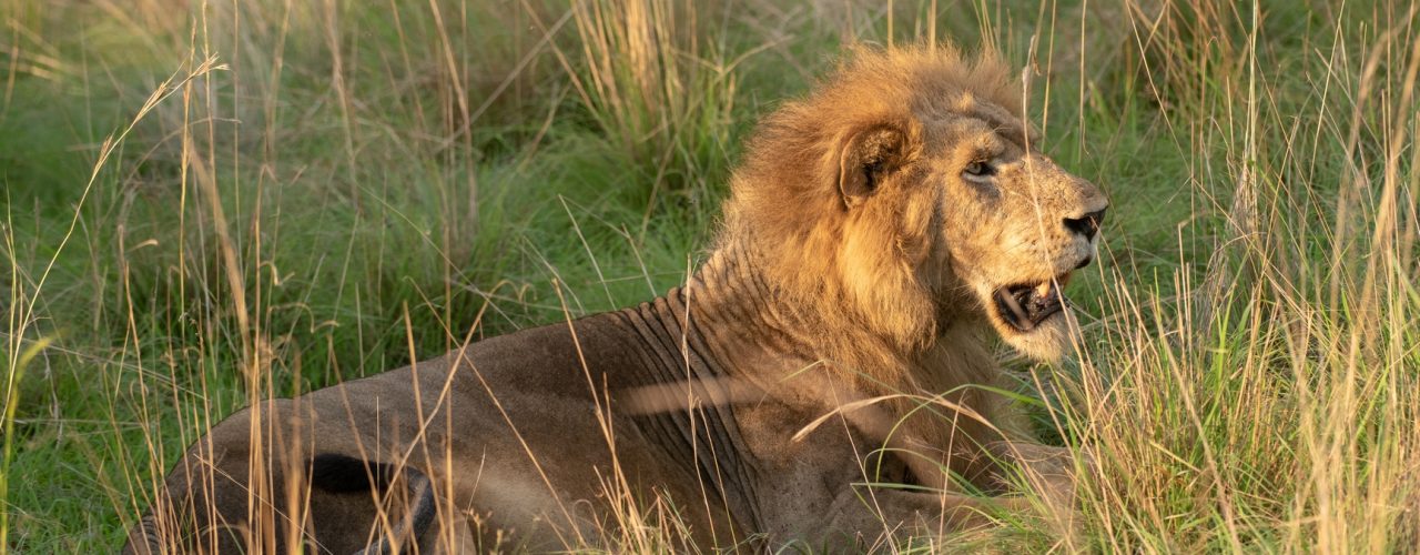 Rwanda Safari Activities