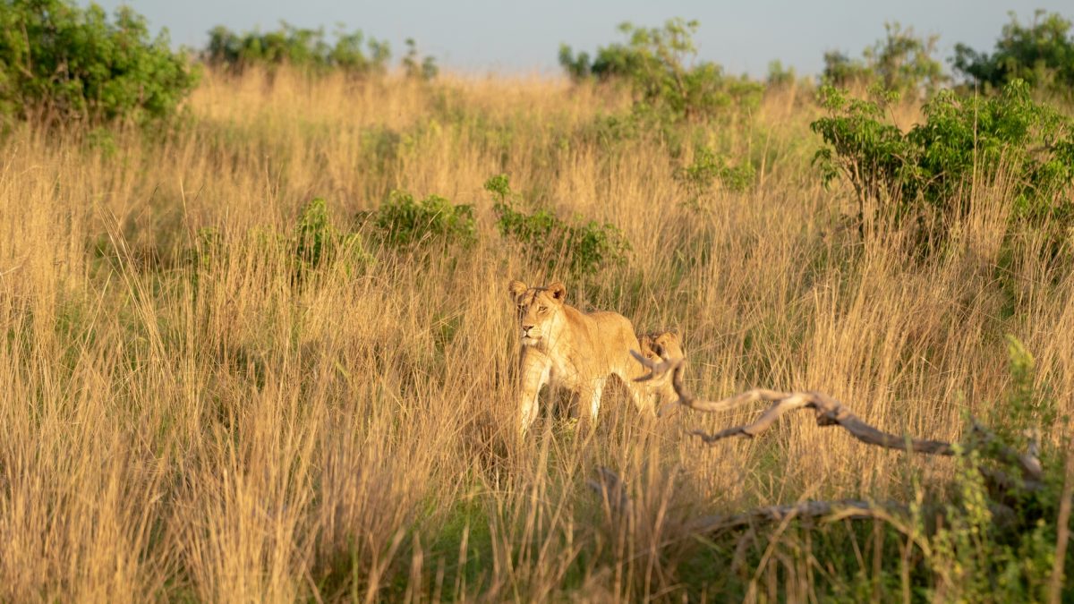 12 Days Uganda Safari Trip