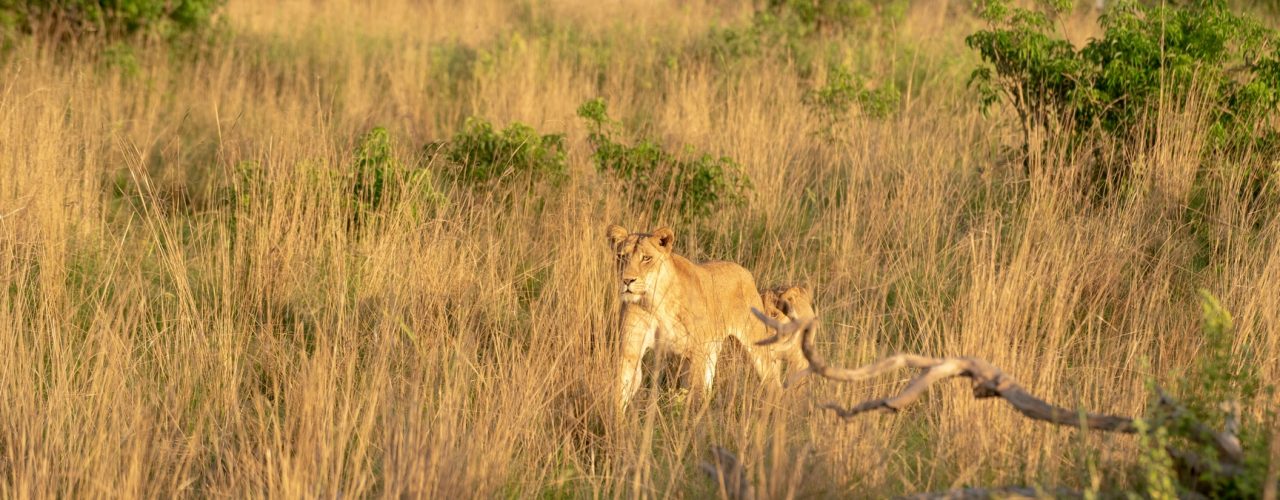 12 Days Uganda Safari Trip