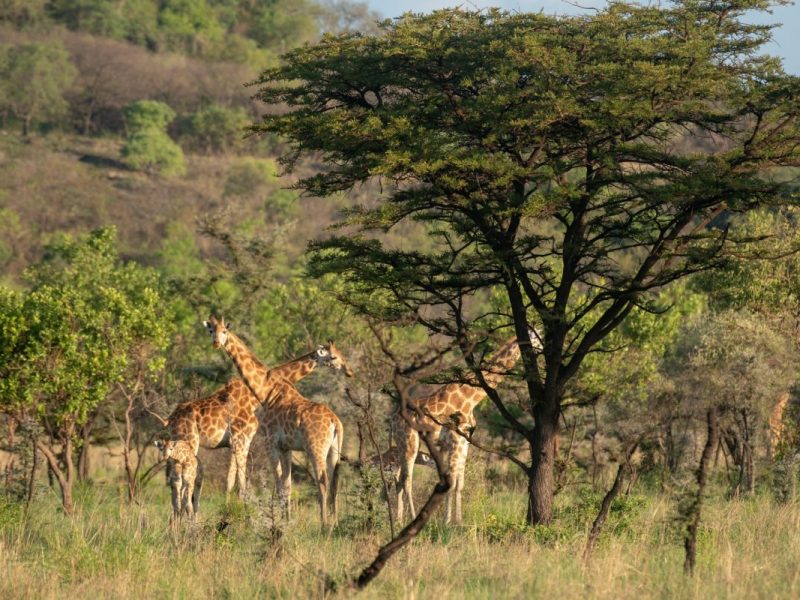 Africa Senior Tours