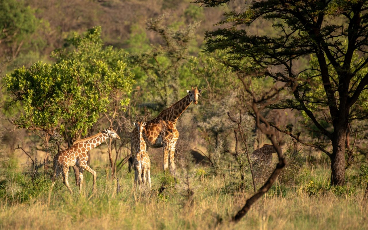 Murchison Falls National Park 