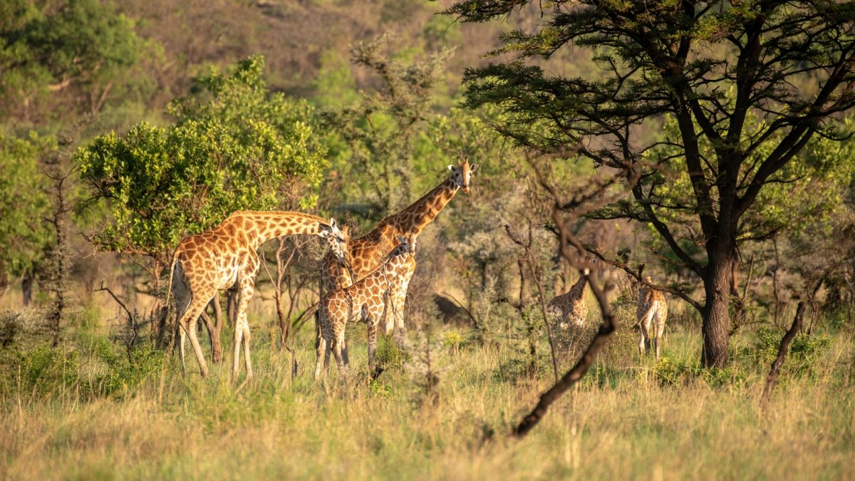 Kenya Budget Safaris