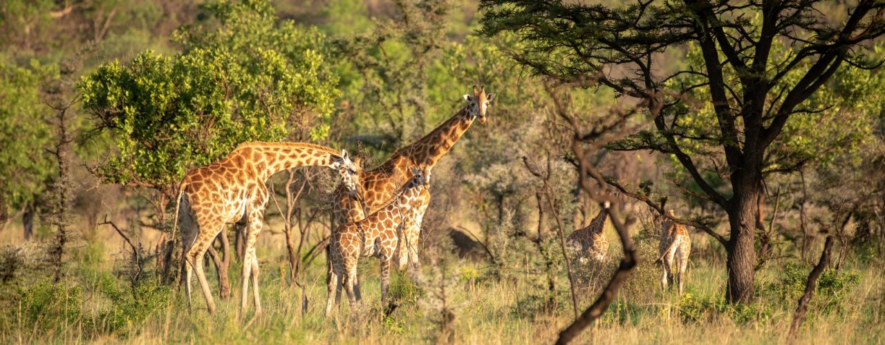 Kenya Budget Safaris