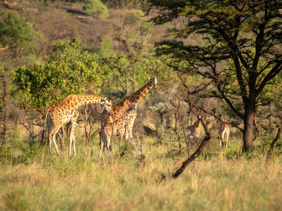 Kenya Budget Safaris