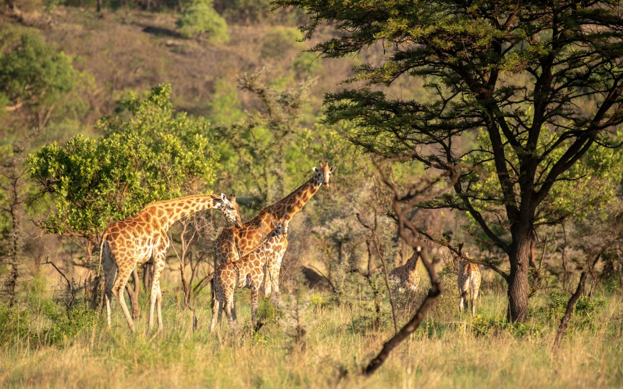 Where is Murchison Falls National Park Located
