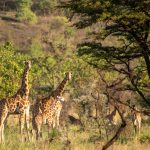 16 Days Kenya Uganda Safari
