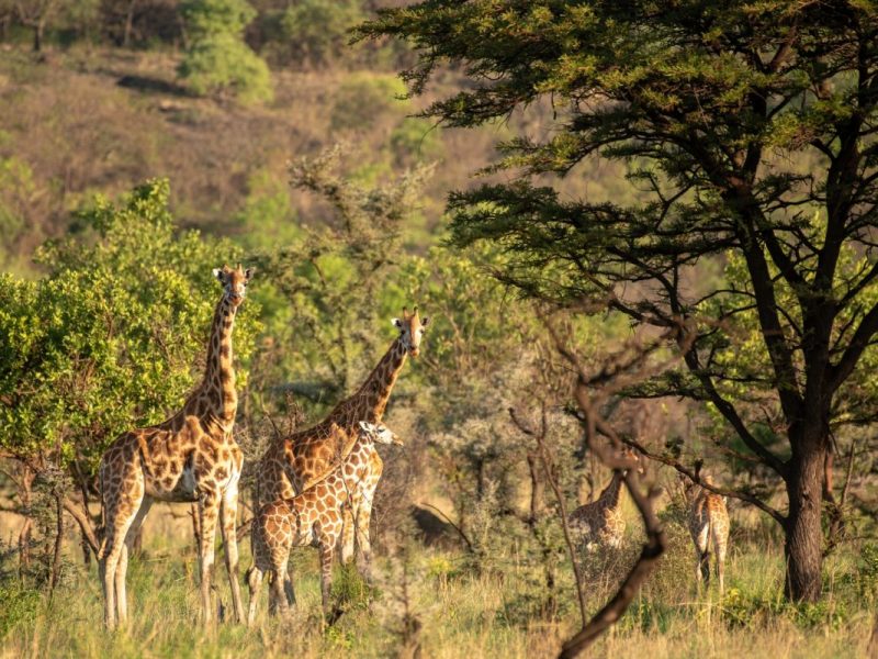 16 Days Kenya Uganda Safari