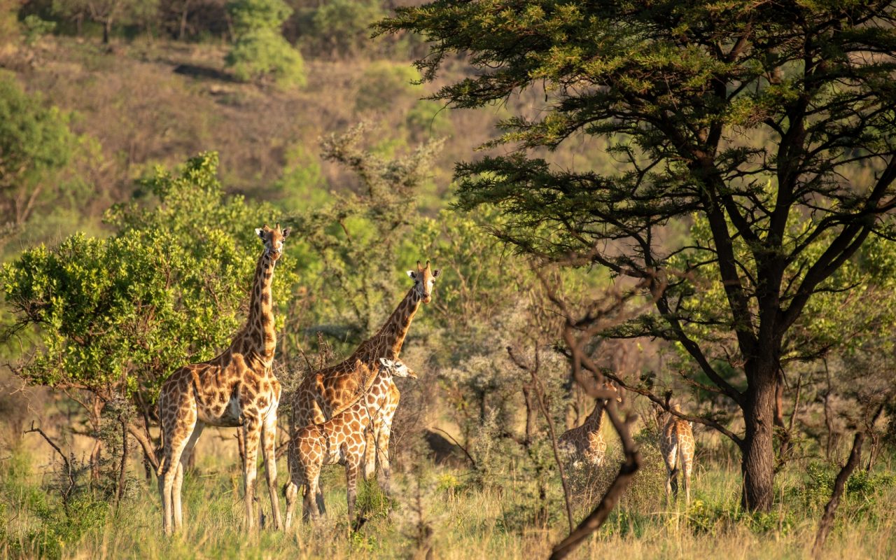 Akagera National Park