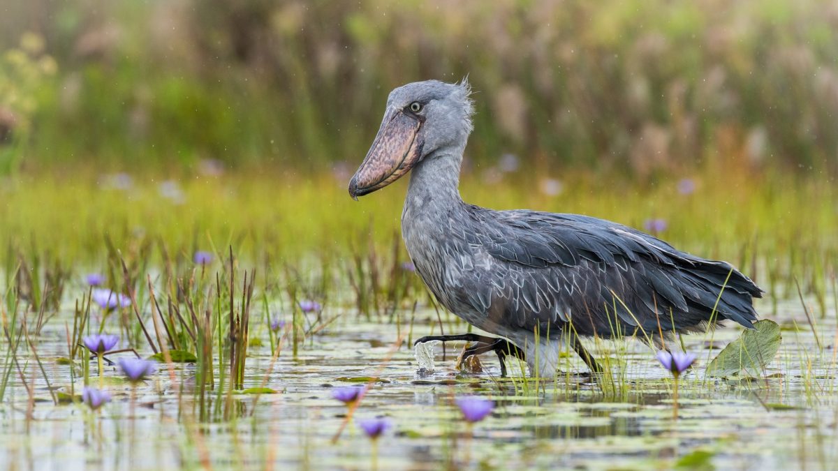Bird Watching Mabamba Swamp