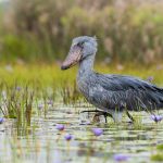 Bird Watching Mabamba Swamp