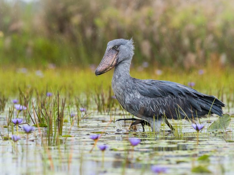 Bird Watching Mabamba Swamp