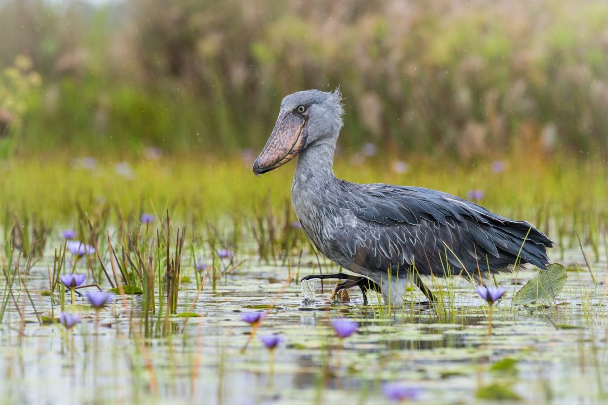 Is Birding Safari in Uganda Suitable for Beginners