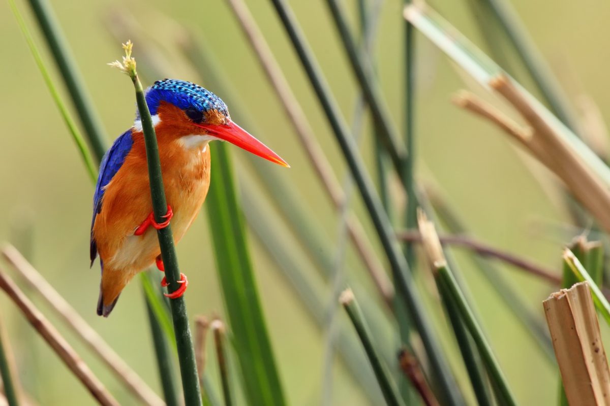 Budongo Forest Reserve