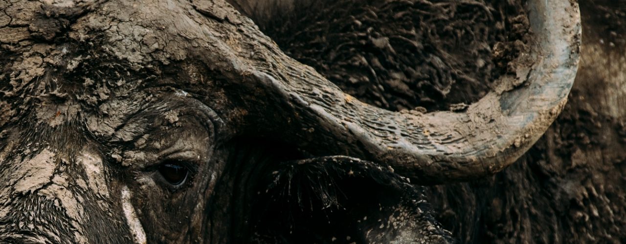 Ultimate Uganda Kenya Wildlife Safari