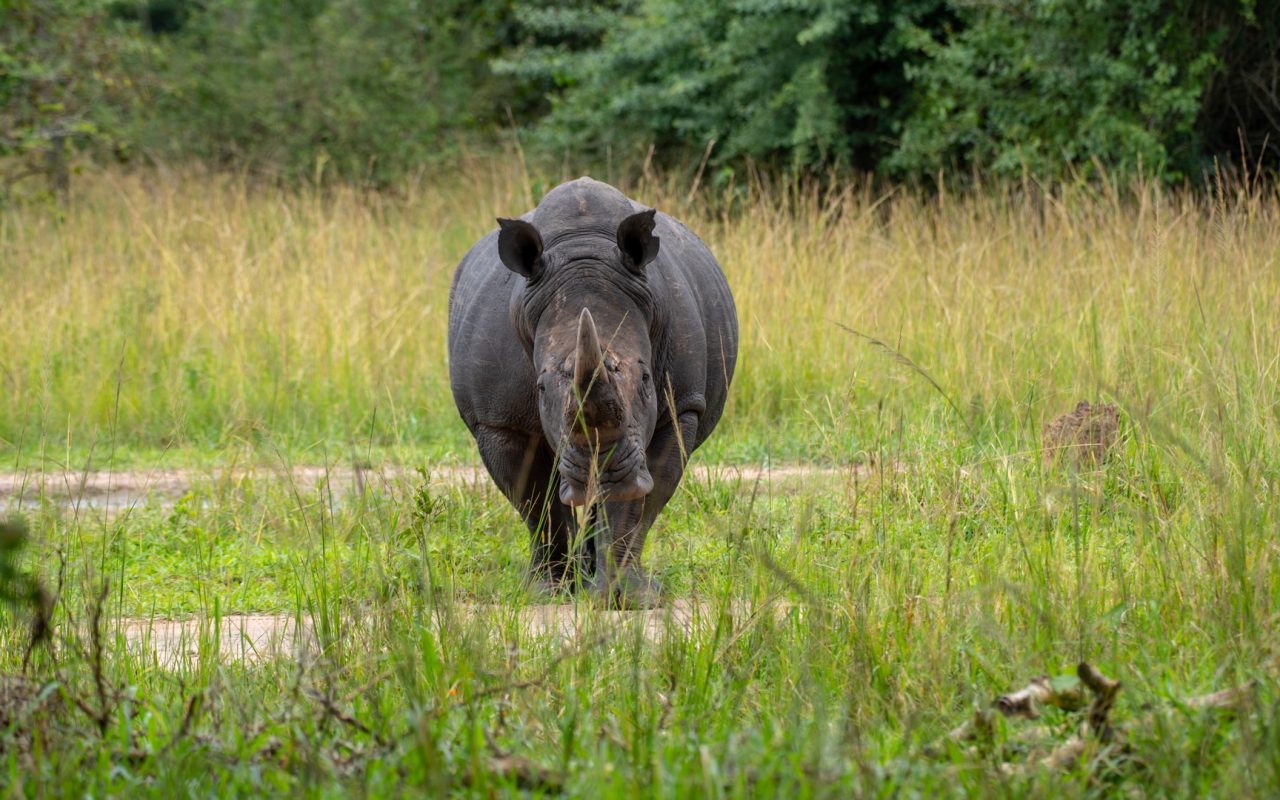 Ziwa Rhino Sanctuary 