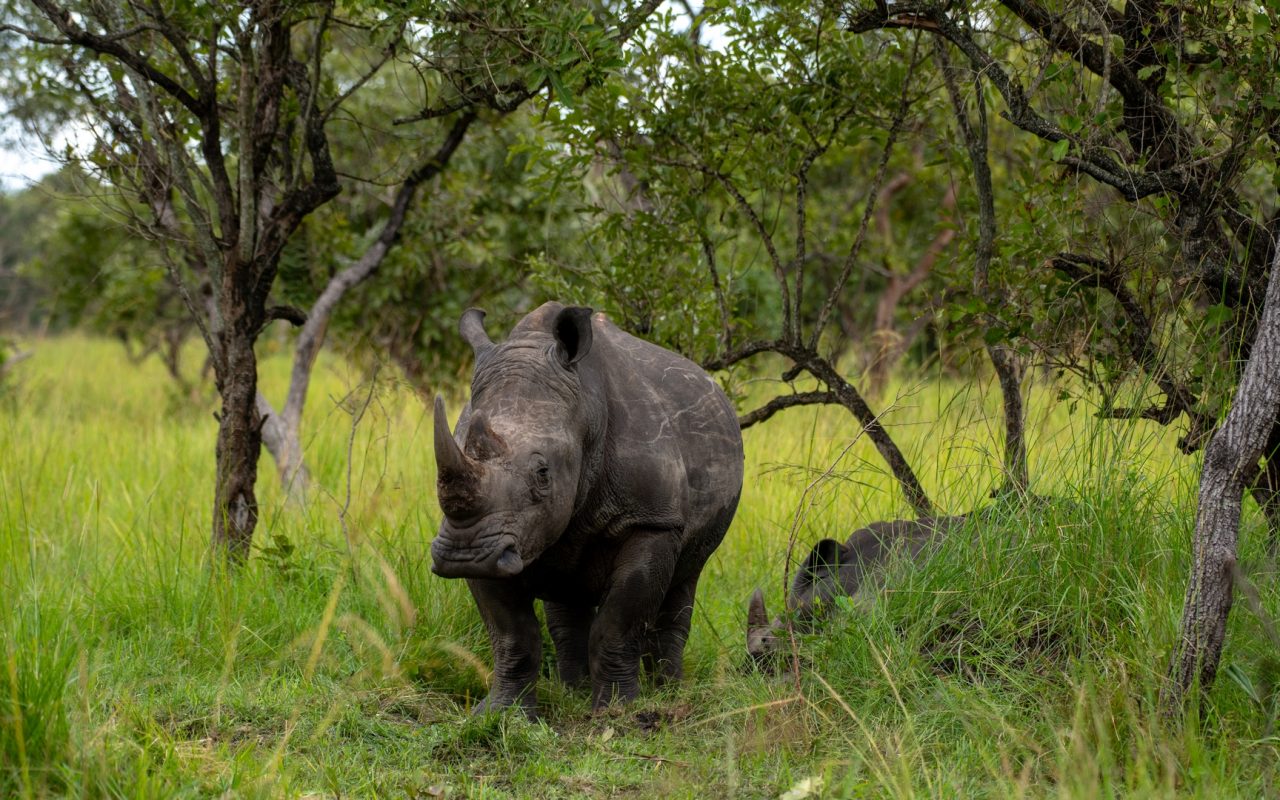 Ziwa Rhino Sanctuary