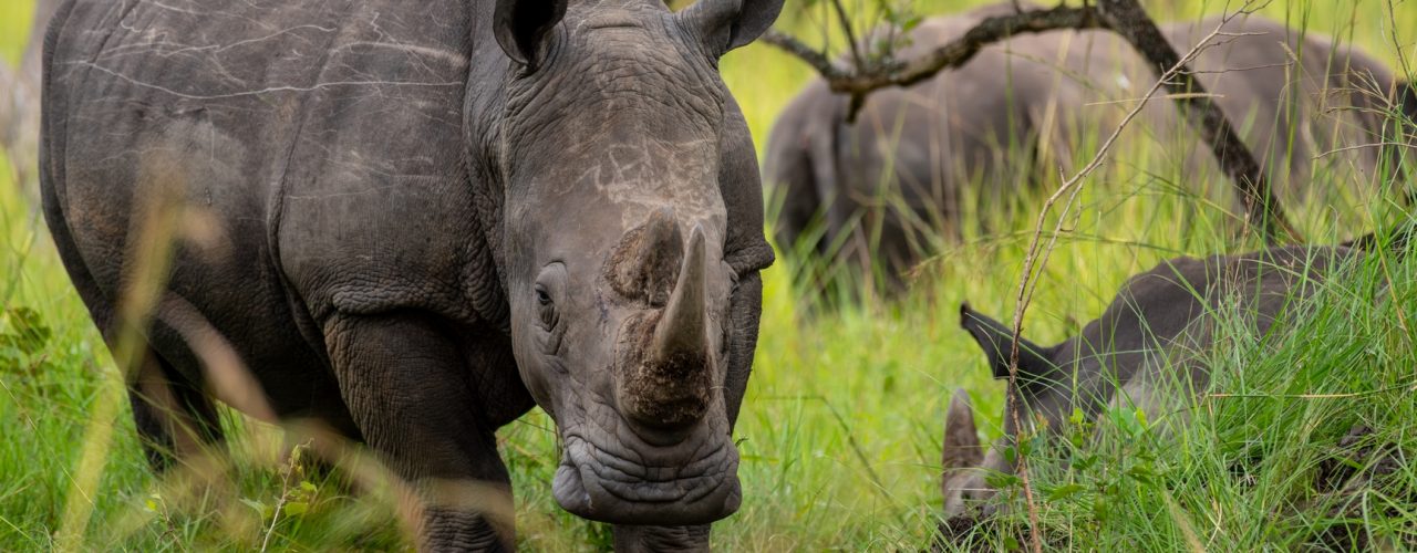 13 Days Uganda Kenya Tanzania Safari