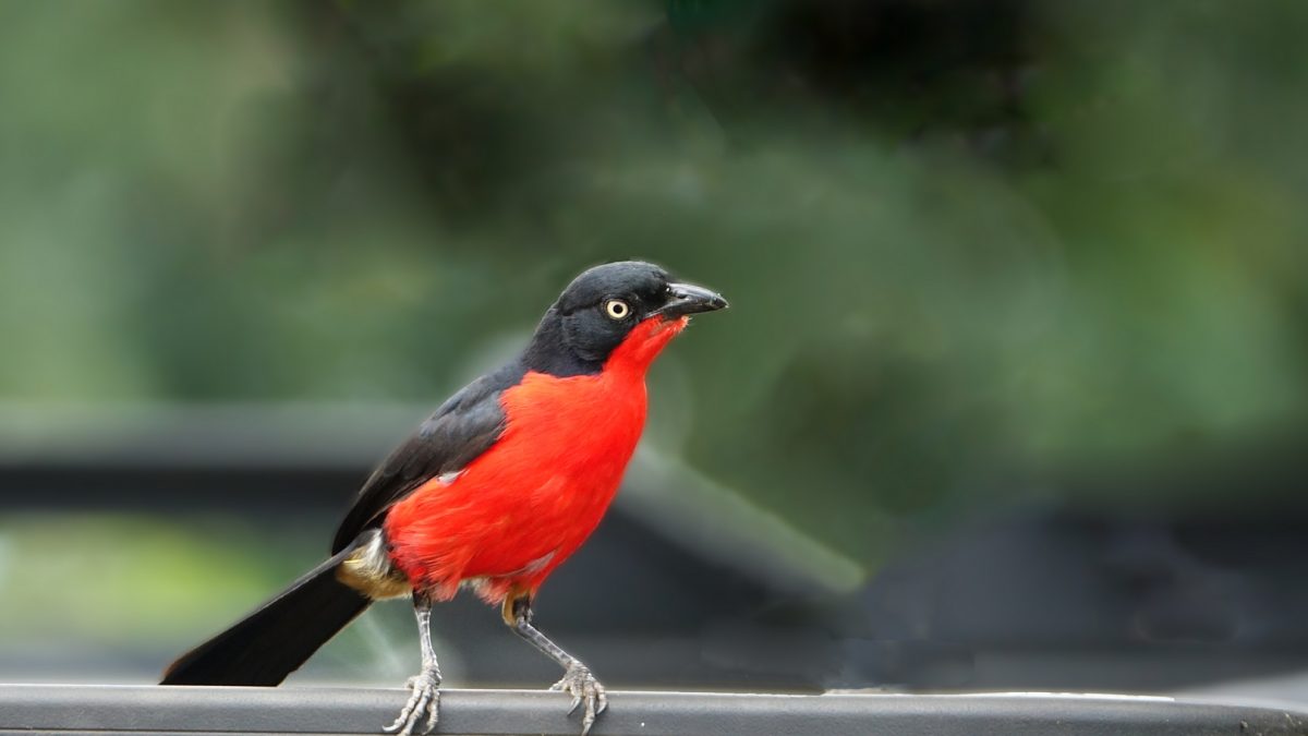 Africa Birding Adventure Holidays