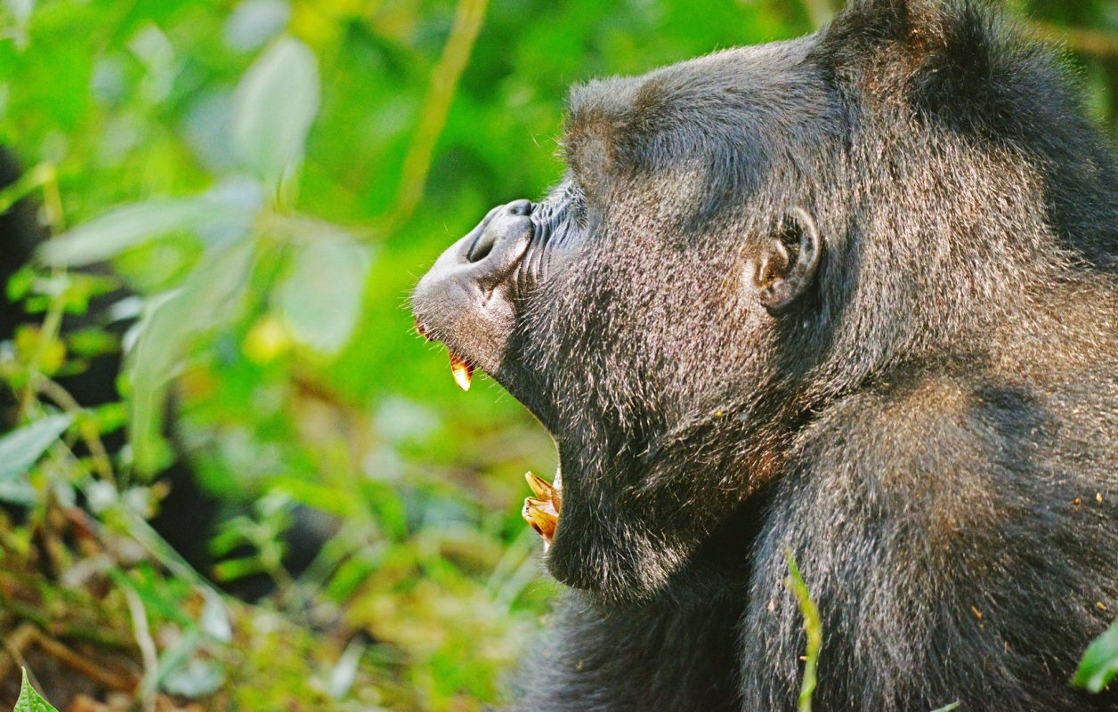 Gorilla Trekking in Bwindi Impenetrable Forest