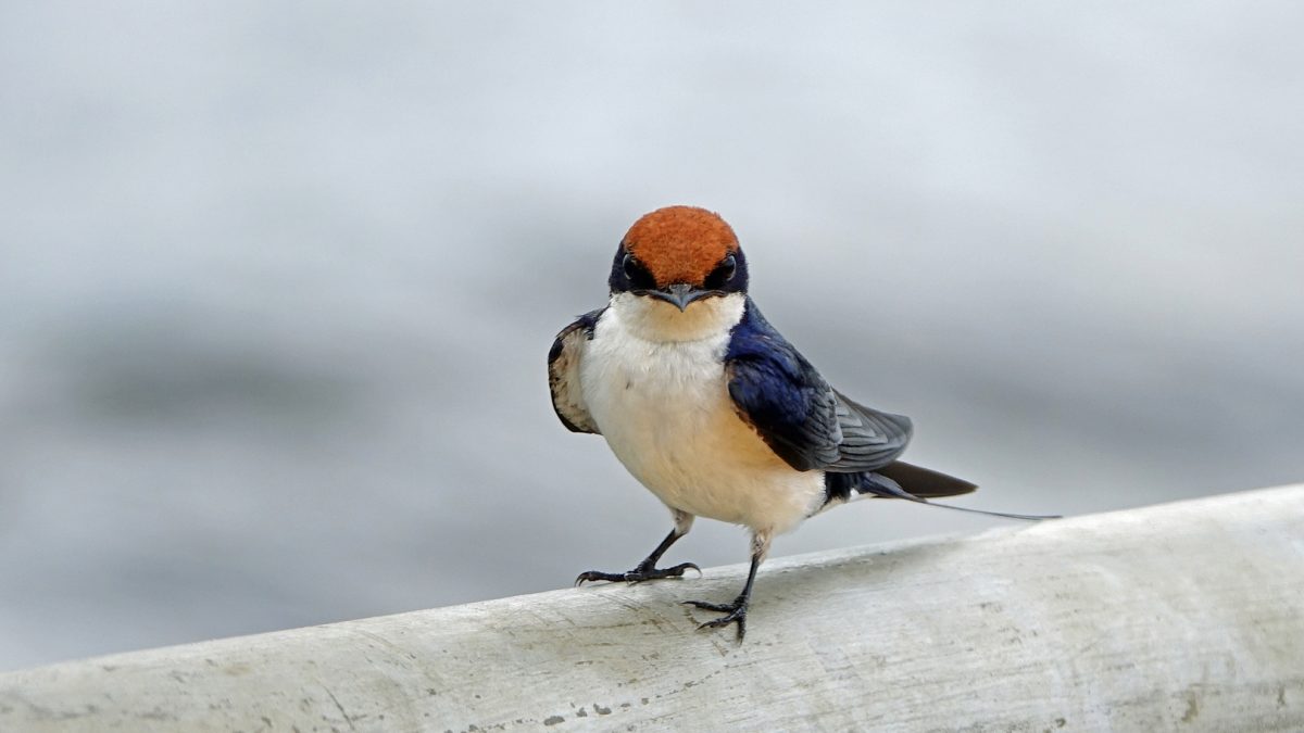 Uganda Birding