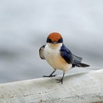 Uganda Birding