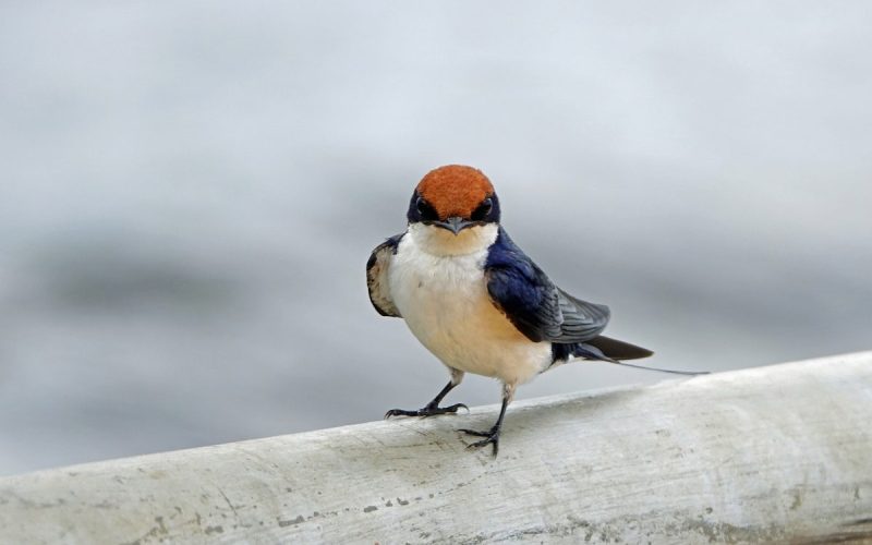 Uganda Birding