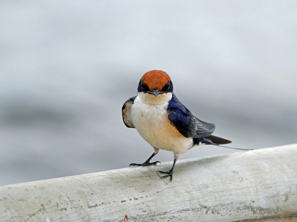 Uganda Birding