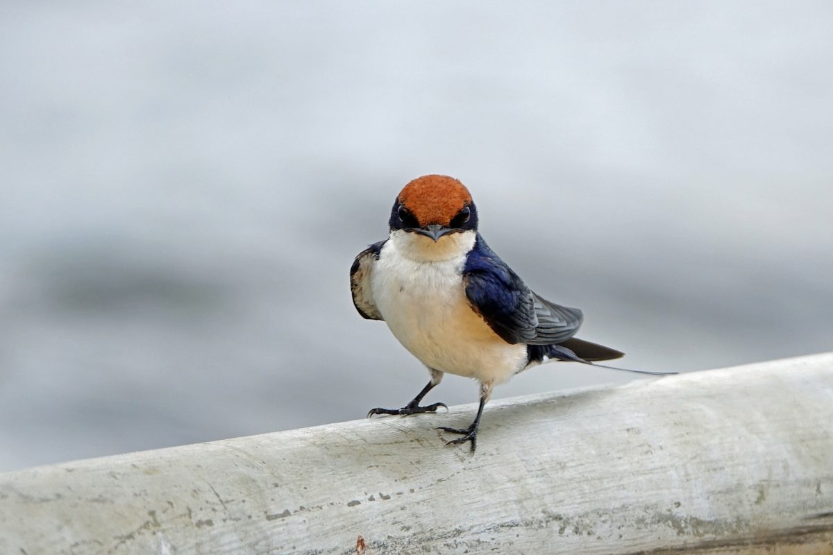 Bird Watching in Queen Elizabeth 