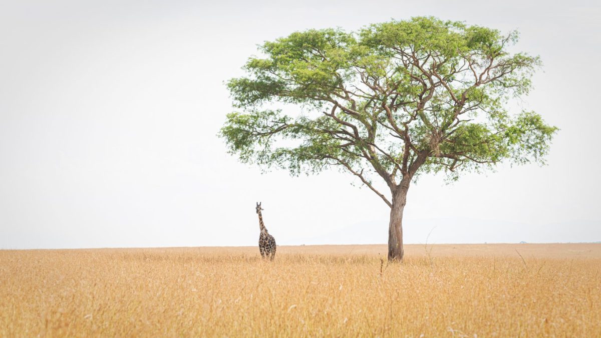 Kenya Luxury safaris