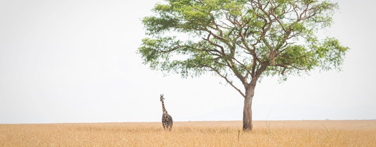 Kenya Luxury safaris