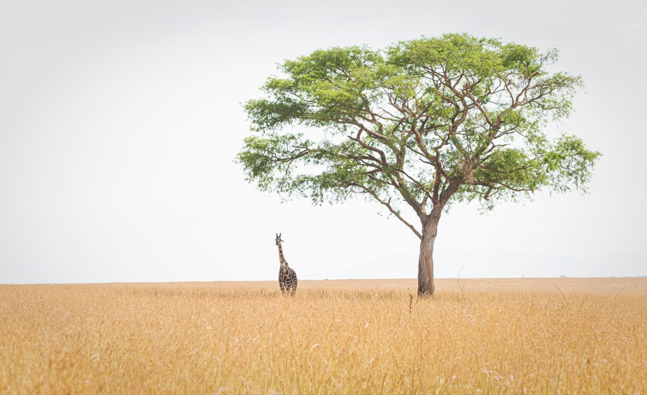 Nairobi National Park