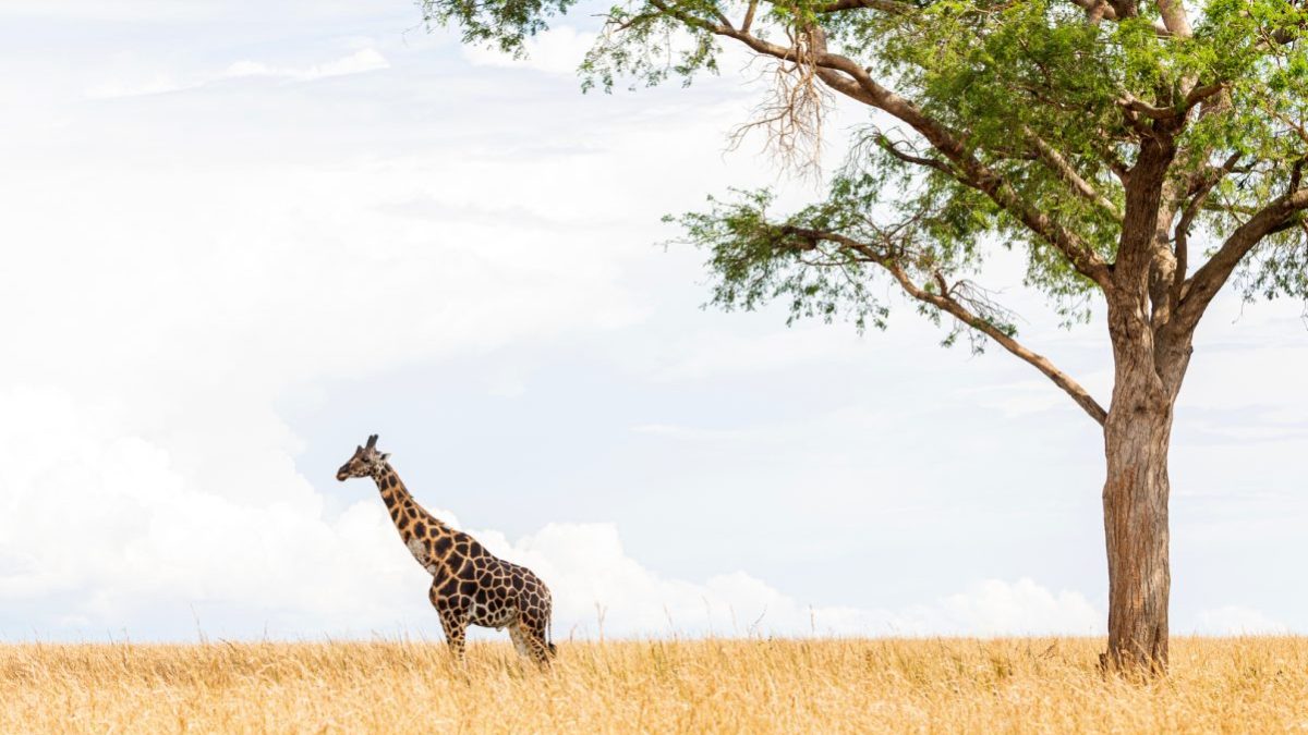 Long Uganda Safaris