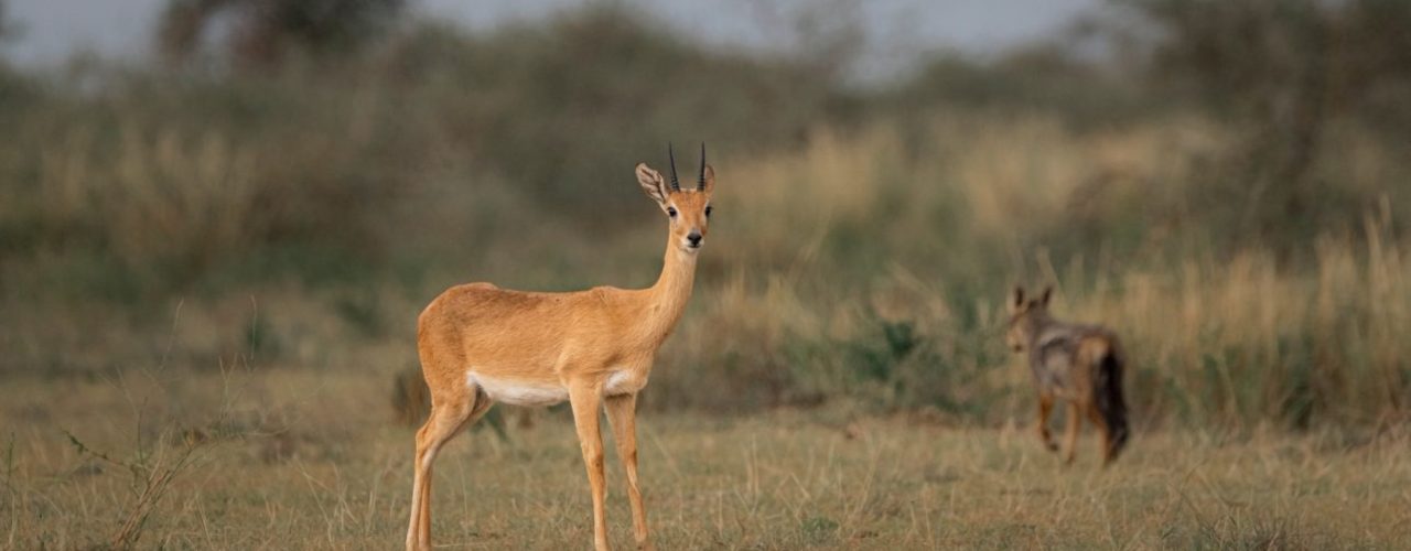 6 Days Uganda Safari Tour