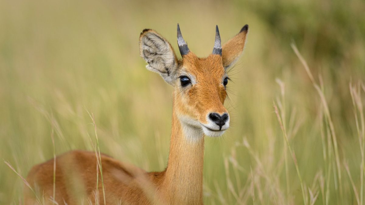 15 Best Things to Do in East Africa