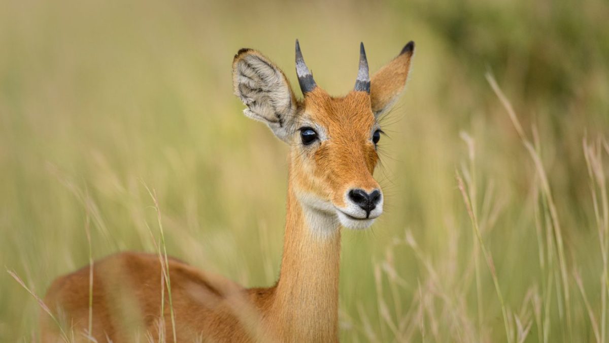 6 Days Uganda Safari Booking