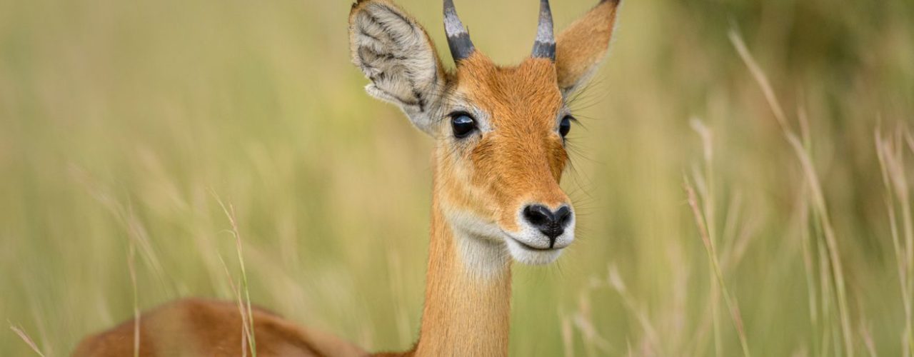 6 Days Uganda Safari Booking