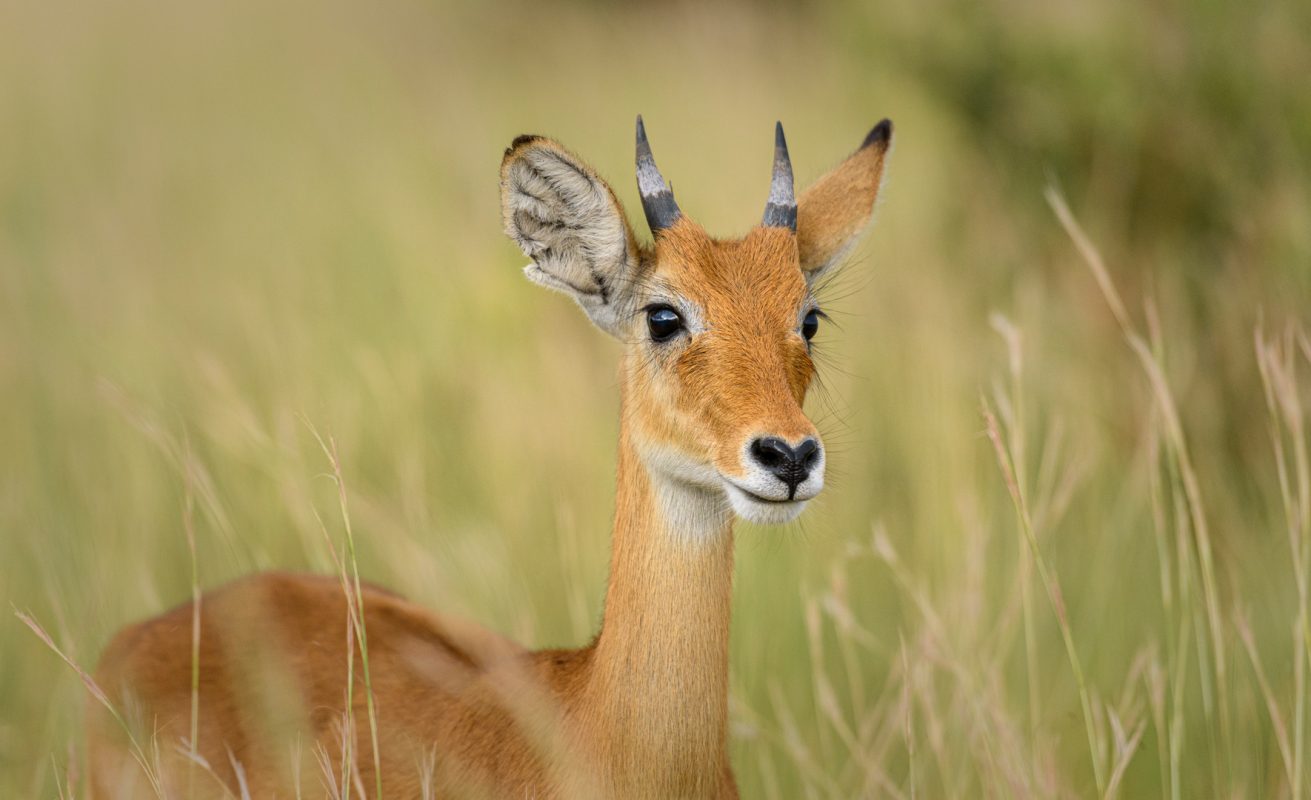 Chyulu Hills National Park